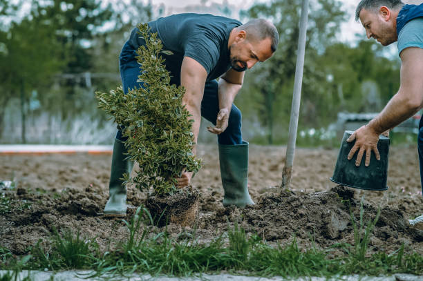 The Steps Involved in Our Tree Care Process in East Grand Forks, MN